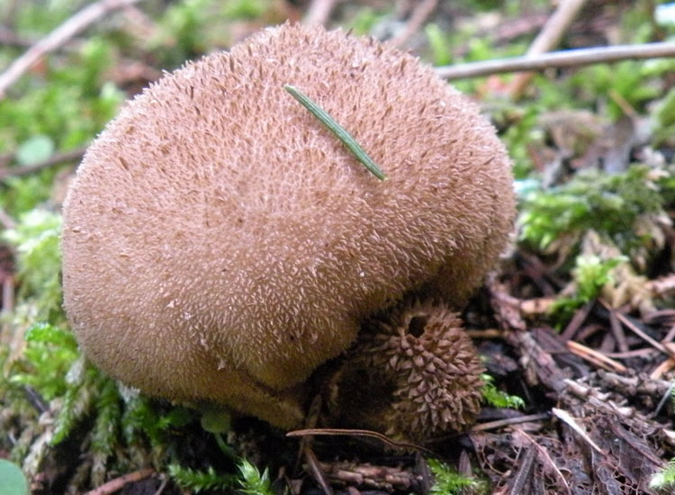 Lycoperdon dal Trentino